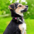 Cotton Dog Collar for Small Medium Large Dogs,Girl Dog Collar with Quick-Release Buckle,Flowers Soft Adjustable Pet Collar (Large, Black Flower)...