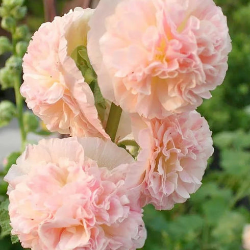 Apricot Peach Parfait Seeds Attracts Butterflies & Hummingbirds Showy Wall-Side Fences Outdoor Beds Borders 75Pcs Flower Seeds by YEGAOL Garden...