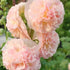 Apricot Peach Parfait Seeds Attracts Butterflies & Hummingbirds Showy Wall-Side Fences Outdoor Beds Borders 75Pcs Flower Seeds by YEGAOL Garden...