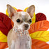Elegant little tail Dog Collar with Flower, Fall Dog Collar Thanksgiving Turkey Flower Collar Dog Girl Pet Collar Dog Collars for Medium Dog...