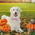 Lionheart glory Halloween Dog Collars Fall Dog Collar Pink Bowtie Girl Boy Pet Collar Dogs Pumpkin Collar Bows Duty Adjustable Dog Bow Collars for...