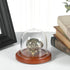 Plymor 3" x 3" Glass Display Dome Cloche (Walnut Base)...
