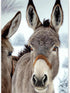 TUTUMAY21 Donkey Diamond Painting Kits Winter Donkey Art Painting 5D DIY Full Round Drill Adults Beginners, Personalized Gifts for Family Friends ...