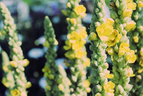 100% Dried Mullein Flowers (Verbascum thapsus) | Net Weight: 0.52oz / 15g | Soothing, slightly sweet tea with many benefits - Used for edible flow...