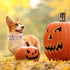 Halloween Dog Collars for Large Dog with Flower Tie,Fall Leaves Pumpkin Dog Collar with Safety Metal Buckle Adjustable Puppy Collars for Small Med...