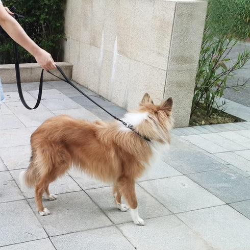 10FT Traffic Leash with 2 Handle Dog Leash Reflective, Easy Control Training Walking Nylon Two-Double Handle Dog Leash for Large Medium dogs and P...