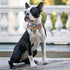 Dog Collars with Bow Tie Colorful Geometry Patterns, Small Puppy Dog Collars with Bow, Adjustable Dog Collar for XS Small Medium Large Dog (Colorf...