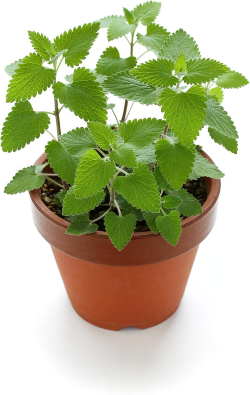 3000 Catnip Seeds for Planting - Nepeta Cataria - Heirloom Non-GMO USA Grown Herb Seeds for Planting...