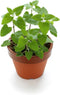 3000 Catnip Seeds for Planting - Nepeta Cataria - Heirloom Non-GMO USA Grown Herb Seeds for Planting...