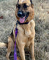 Bagel & Friends Matching Dog Collar & Leash Set XSmall, Small, Medium, Large for boy, Male, Female, Girl Dogs and Puppy (Large, Purple Galaxy)...