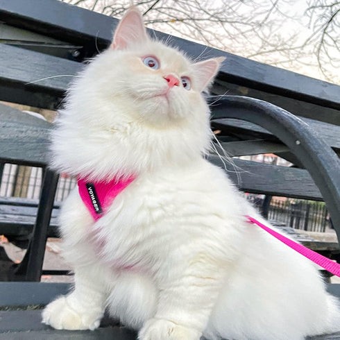 Voyager Step-in Lock Dog Harness w Reflective Dog Leash Combo Set with Neoprene Handle 5ft - Supports Small, Medium and Large Breed Puppies/Cats b...