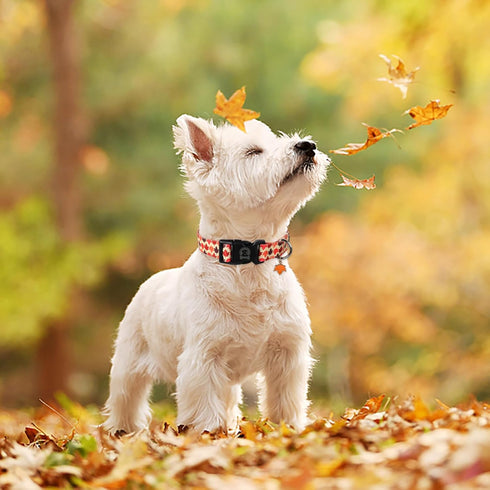MR. CHUBBYFACE Fall Dog Collar Adjustable Pet Collar Maple Leaves Collar for Small Medium Large Dogs...