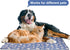 Langsprit Dog Cooling Mat, Washable Dogs Cats Pet Non-Toxic Cooling Pads Summer Sleeping Kennel Mats?Pet Self Cool Ice Blanket for Indoor & Outdoo...