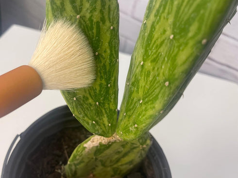 Southside Plant Cactus & Succulent Plants Cleaning Brushes - Wooden Handles w/Soft Goat Hair Bristles - Garden Cleaning Tools, Gentle on Plants, 7...