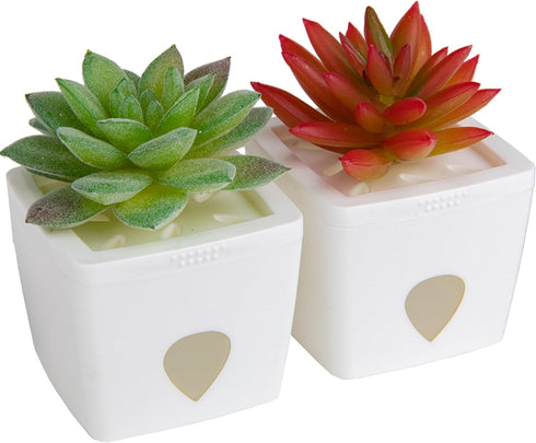JT Eaton ZendoZones 1818-2JT Fruit Fly Trap Joyful Janet & Tranquil Tabitha, 2 Pack, White Base...