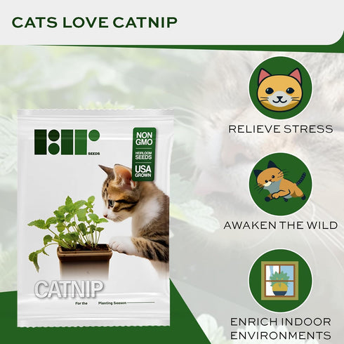 3000 Catnip Seeds for Planting - Nepeta Cataria - Heirloom Non-GMO USA Grown Herb Seeds for Planting...