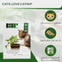 3000 Catnip Seeds for Planting - Nepeta Cataria - Heirloom Non-GMO USA Grown Herb Seeds for Planting...