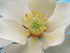 Southern Magnolia Leaf Cutter Set (set of 2 sizes)...