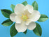 Southern Magnolia Leaf Cutter Set (set of 2 sizes)...