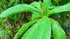 Jamaican Search Mi Heart Herb 2 oz, Rhytidophyllum Tomentosum...