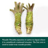 Eden Wasabi Powder, w/Real Japanese Horseradish, Fiery, Traditionally Made in Japan, 0.88 oz...