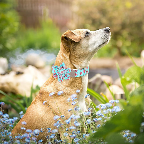 Dog Collar with Blue Watermelon Flower Tie,Cotton Dog Collar with Safety Metal Buckle Adjustable Puppy Collars for Small Medium Large Boy&Girl Dog...
