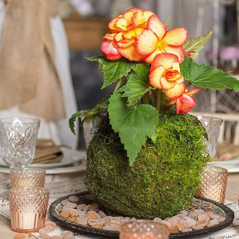 Moss Ball Flower Pot Natural Planter Bonsai Plant Holder Bird Nest for DIY Gardening Home Table Decoration - 15cm...