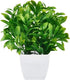 MARTINE MALL 10.3 Inches Faux Eucalyptus Plants Potted Artificial Plants in Pot Faux Plants Indoor Fake Potted Plants Fake Green Plant Bonsai with...