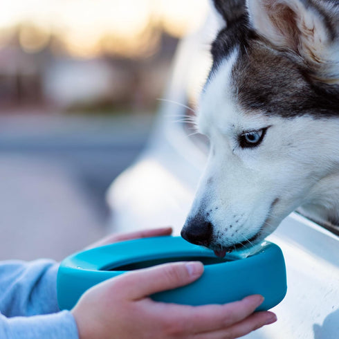 Messy Mutts Silicone Non-Spill Bowl | Dog or Cat Travel Necessity | Splash Less Food/Water Bowl for Pets | Slobber Stopper Water Bowl | 5.25 Cups ...