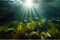 Aquarium Background Aquatic Plants Roots Lush Seagrass Terrarium Background Underwater Green Plants Branches Sunlight Rays Fish Tank Backdrop Jung...