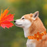 Elegant little tail Fall Dog Collar, Halloween Plaid Dog Collar with Flower Girl Boy Pet Collar Dog Flowers Holiday Dog Collar Flower Soft Durable...