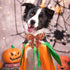 ARING PET Halloween Dog Collar, Cute Orange Dog Collar with Sailor Bowtie, Adjustable Cotton Halloween Pet Collars with Metal Buckle...