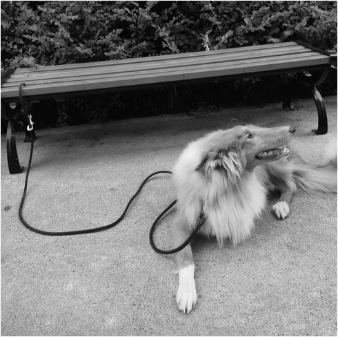 Tie Out Rope Dog Leash, 8-10-13-15-20-25-30-35-40-45-50FT Heavy Duty Nylon Check Cord for Medium Large Dogs Indoor/Outdoor Playing Camping Backyar...