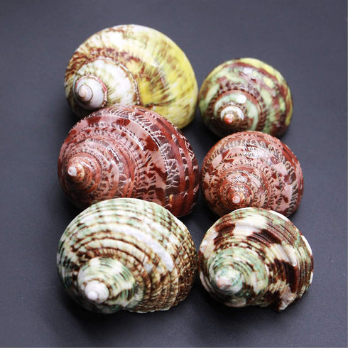 Unstained Natural Hermit Crab Shells Pearl Turbo Seashell for Décor, 3 Kinds 6 PCS Size 1.5" - 2", Opening 0.8-1" Hermit Crab Supplies...