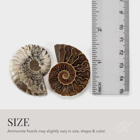 KALIFANO Extinct Natural Polished Ammonite Shell Pair Fossil Stone - Mineral from Madagascar with Feng Shui Healing Properties Thought to Bring We...
