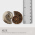 KALIFANO Extinct Natural Polished Ammonite Shell Pair Fossil Stone - Mineral from Madagascar with Feng Shui Healing Properties Thought to Bring We...