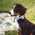 Maca Bates Summer Dog Collar with Fruit Icecream Print Bow Bowtie for Dogs Adjustable Breakaway Bow Tie Cute Puppy Collars Birthday Gift for Small...