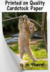 Hang in There Cat Poster - Printed on Premium Cardstock Paper - Sized 11 x 14 Inch - Perfect Funny Motivational Poster For Home or Office - Humoro...