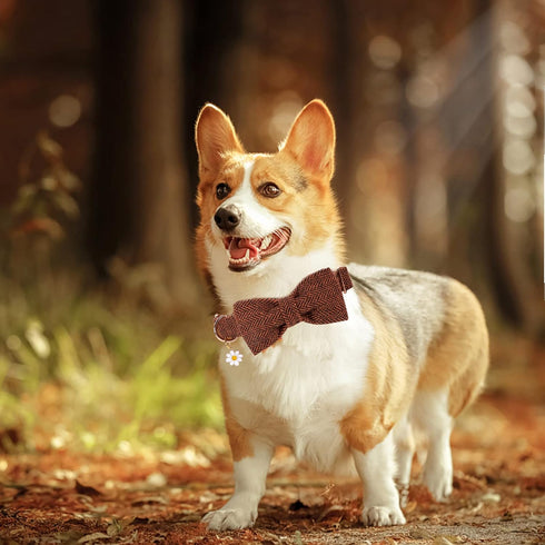 Elegant little tail Halloween Dog Collar with Bow - Herringbone Orange Dog Collar Bow Cotton Durable Bowtie Collar Pet Dog Collar for X-Large Dogs...