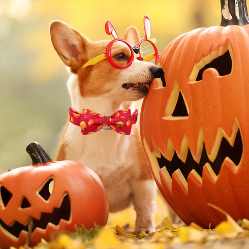 Elegant little tail Dog Collar with Bow - Fall Dog Collar Halloween Pumpkin Bow Girl Boy Pet Collar Soft Dog Bowtie Collars for X-Large Dogs...