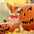 Elegant little tail Dog Collar with Bow - Fall Dog Collar Halloween Pumpkin Bow Girl Boy Pet Collar Soft Dog Bowtie Collars for X-Large Dogs...