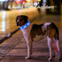 Light Up Dog Collars - Rechargeable LED Dog Collar - Reflective Dog Camping Gear Puppy Collars - Adjustable Dog Glow Collar - Christmas Dog Lights...