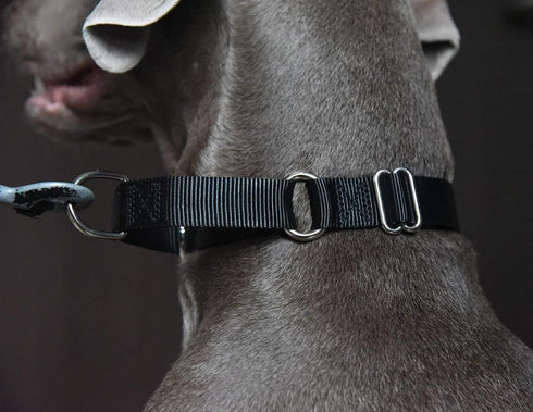 Martingale Dog Collar, Heavyduty Nylon Dog Collar, Black, Large...