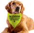 1 Piece Resue I'm Learning Please Pardon My Manners Dog Bandana Give Space Rescue Dog Bandana Pardon Dog Scarf (I'm Learning D)...