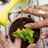 Organic Vegetable Soil Mix 1qt, Indoor Plants Potting Mix for All Potted Vegetable like Tomatoes Lettuce Bell peppers, Grow Healthy houseplants In...