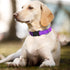 Dog Collars Adjustable for Medium Dogs,Heavy Duty Waterproof Dog Collar with Quick Release Buckle,Girl Boy Female Male Reflective Nylon Dog Collar...