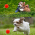 4 Pack Puppy Balls, Puppy Teething Ball, Dog balls for small dogs, Squeaky Ball for Small Dog, Rubber Ball, Puppy chew Toys, Dog Enrichment Toys f...