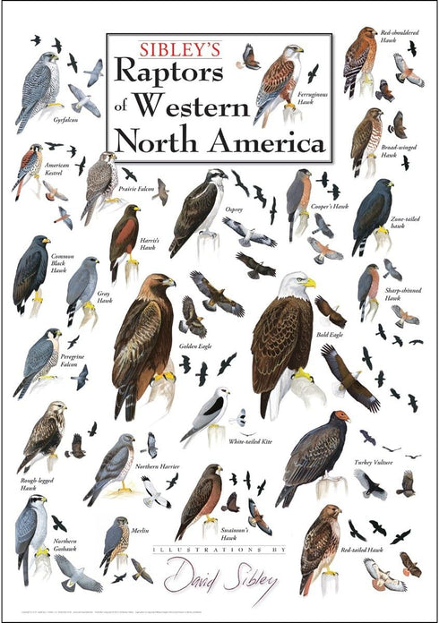 Poster - Sibley's Raptors of Western North America...