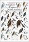 Poster - Sibley's Raptors of Western North America...