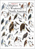 Poster - Sibley's Raptors of Western North America...